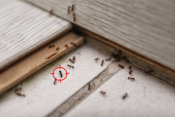 Professional Pest Control in Courtland, VA