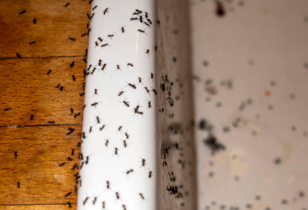 Best Pest Control Cost  in Courtland, VA